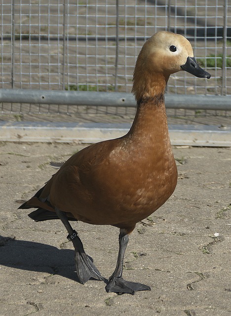 孕妇或免疫